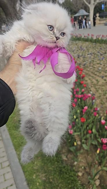 Pişiklər: Şotland yasti qulaq colir point erkey bala satişdadi.Fevralin 1 i — 3