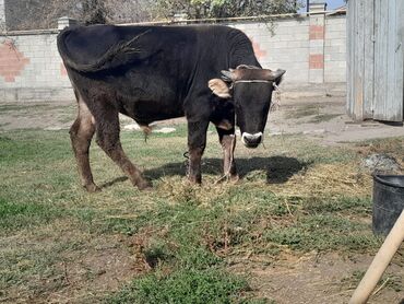 продаю музоо торпок корова самка бык самец айрширская ангус алатауская на забой для разведения на откорм племенные нетель привязанные: Сатам | Бука (эркек)