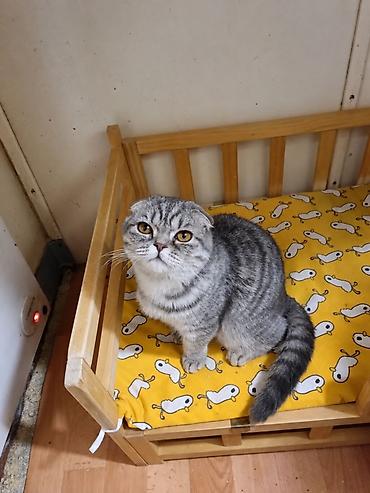 кошка шотландская вислоухая: Кошечка Скоттиш фолд! Продажа Очаровательная вислоухая девочка с — 1