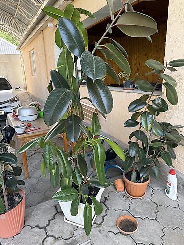 Фикусы: Фикус эластика (Ficus elastica), крупномер в горшке. - Высокое — 2