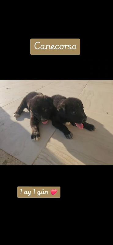 cane corso yavru: Kane-Korso, 1 ay — 1
