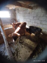 декоративные кролики: Сатам | Музоо, Кунаажын | Союуга, Бордоп семиртүү үчүн