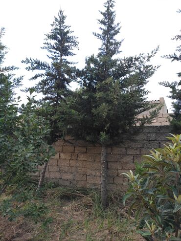süni şam ağacları v Azərbaycan | Yeni il ağacları: Sham agaclari
5metr 
Albali baglari
9 ededdir