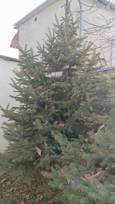 Ёлки: Живая ель (ёлки, ели, ёлка) Большая ель с пышной кроной и — 6