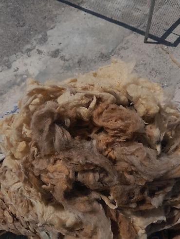 Другое: Təmiz bel yunu satılır 20kq çoxdu
1kq 3m hamsini alana endirim olacag — 2