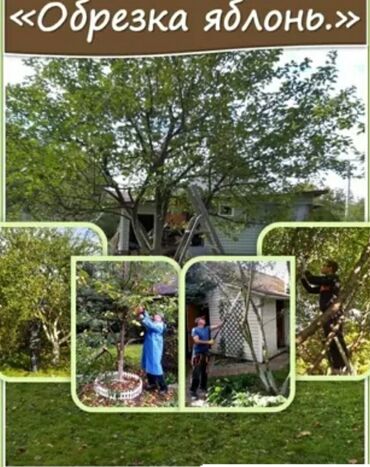 обрезка дерево: Весеный обрезка любой деревьевещё все сложности лечим больных