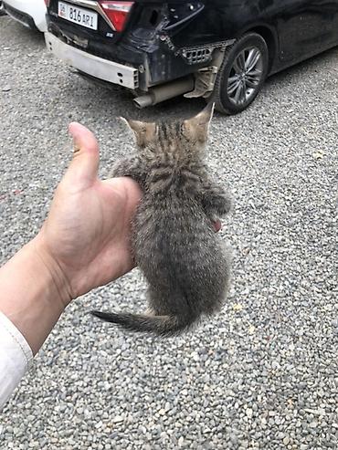 кошка токмок: Котёнок-полосатик (серо-коричневый рабби девочка) с выразительными — 2