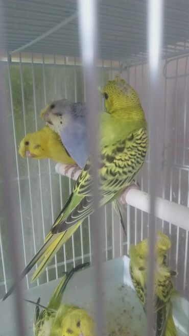 Tutuquşları: Tutuquşları — 7