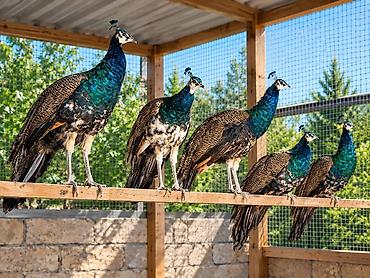 rəngli quşlar: Məhsul: Tavus quşları (hind toyuğu – “peacock/peahen”) Tovuzquşu — 2