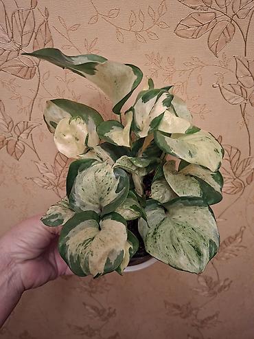 Сингониумы: Коллекция комнатных растений — подборка декоративно-лиственных — 37