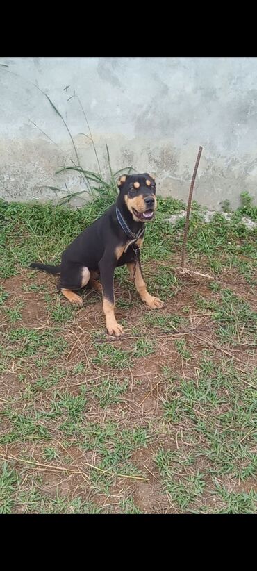 itler ucun: Doberman, 5 ay, Erkek, Cütləşmə üçün, Ödənişli çatdırılma