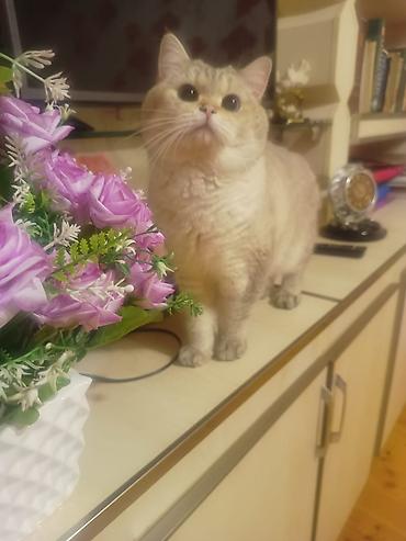 Кошки: Кот шиншилла колор поинт для вязки — 3