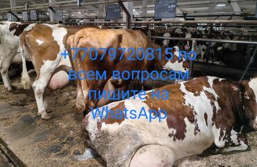 Коровы, быки: Продаю | Корова (самка) | Айрширская | Для разведения, Для молока | Стельные, Не стельные