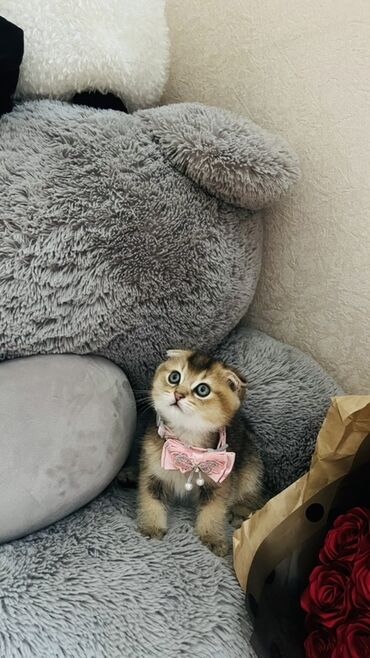 Pişiklər: Dişi — 17