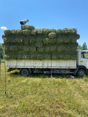 домик для собак: Продаются клевер, экспорцетгорное сено,с доставкой в любом