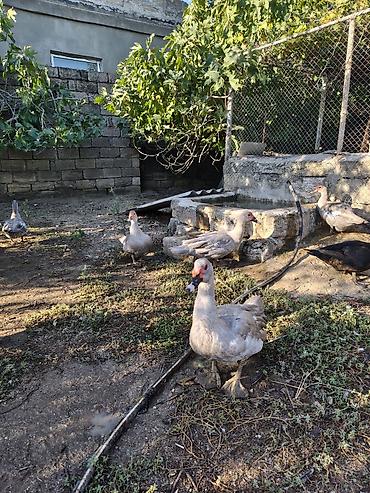 Salam, lavanda erkəy lal ördəklər satilir 5 ayliqdilar. 4 ededdir lalafo.az -da — 7 Salam, lavanda erkəy lal ördəklər satilir 5 ayliqdilar. 4 ededdir — 7