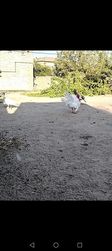 qizil baliq satisi: Mayalı hinduşka yumurtası SATILIR. Xahiş olunur kimə lazımdır qeyd — 4