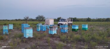 Bal: 100% qarantiya verilir təbii olduğuna! . 100% Təbii Bal zəmanət -da lalafo.az — 8 Bal: 100% qarantiya verilir təbii olduğuna! . 100% Təbii Bal zəmanət — 8