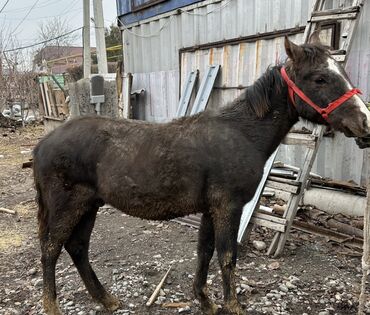 Лошади, кони: Продаю | Жеребенок | Для разведения | Племенные at lalafo.kg — 1 Лошади, кони: Продаю | Жеребенок | Для разведения | Племенные — 1