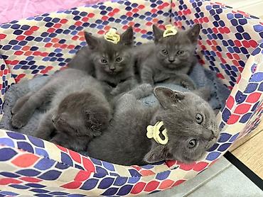 Скотиш Страйт (Шотландская прямоухая), 2 месяца, Девочка, Серый, Приучена к лотку, С документами at lalafo.kg Скотиш Страйт (Шотландская прямоухая), 2 месяца, Девочка, Серый, Приучена к лотку, С документами