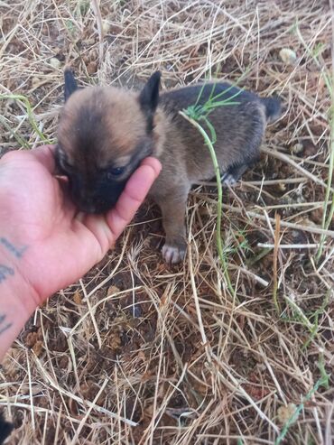 coban iti balasi satilir: Zvonok, 1 ay, Erkek