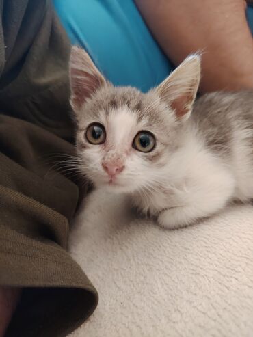 Pişiklər: Yaxşı əllərə — 6