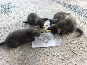 Животные: 🐾 Продаются котята породы Русская голубая! 🐾 Котятам 2 месяца. Все — 4