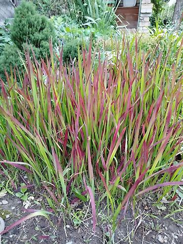 Гортензия: Саженцы — 8