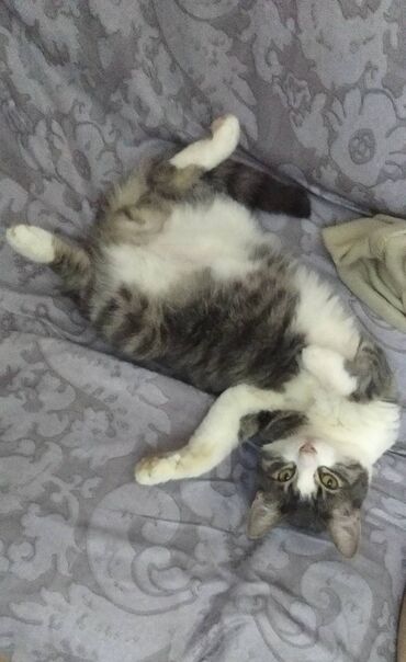 котенок в хорошие руки: В добрые руки отдаётся домашний котик. На улице никогда не был