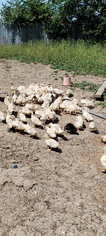 balaken heyvan satisi: Salam 120 ədəd kuban Pekin ördeyi var 1 ayliq Catdirilma var hamsin — 2