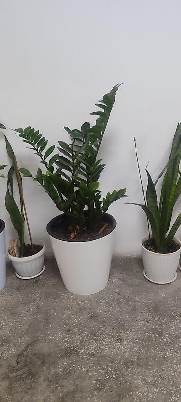 Замиокулькас (Долларовое дерево): Замиокулькас (Zamioculcas zamiifolia) в декоративном пластиковом — 4