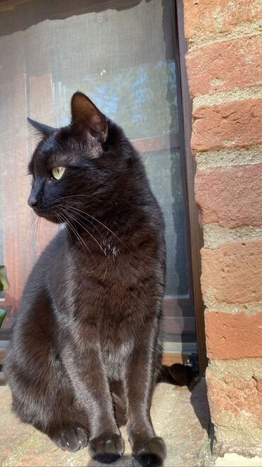 доска объявлений пчелы: Qara pişik – zərif və mehriban ev heyvanı - Rəng: tam qara, parlaq