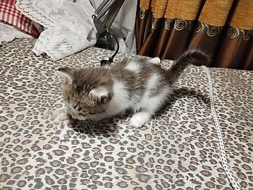böyüməyən pişik: Yaxşı əllərə — 2