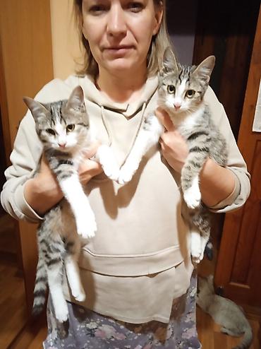 котята каракала в дар: Кошка даром: Беспородная, Мальчик, Приучена к лотку — 5