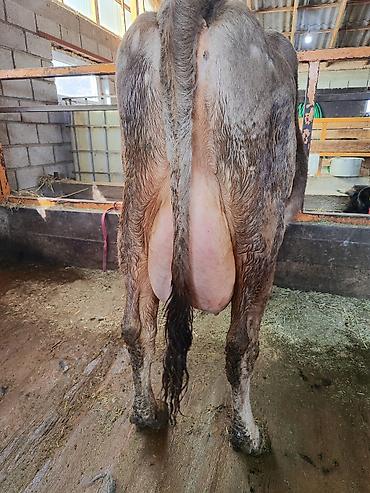 Коровы, быки: Продаю | Корова (самка), Бык (самец) | Швицкая | Для молока | После отела, Искусственник — 7