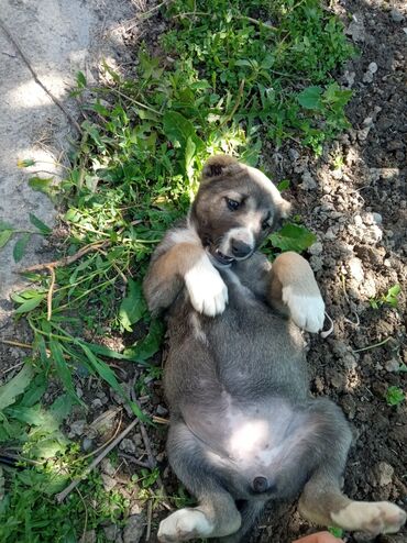 щенки: Меняю щенка Алабая на кабеля. Ей почти 2 месяца родилась 9 апреля