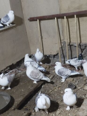 Göyərçinlər: Salam.diqqətlə oxu sonra yaz.hübkariler biri 20 və 30 azn.şişmanlar — 3