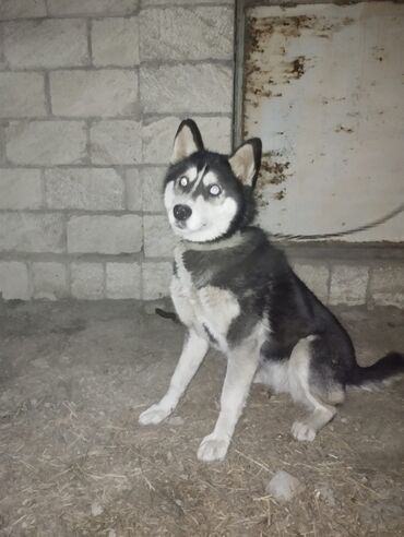 xaski gence: Xaski, 6 ay, Dişi, Peyvəndli, Ünvandan götürmə