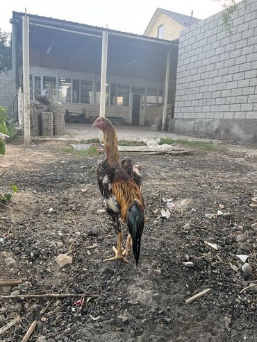 животные птицы: Салам алейкум жамат срочно сатылат короз 1 жаш бою чон