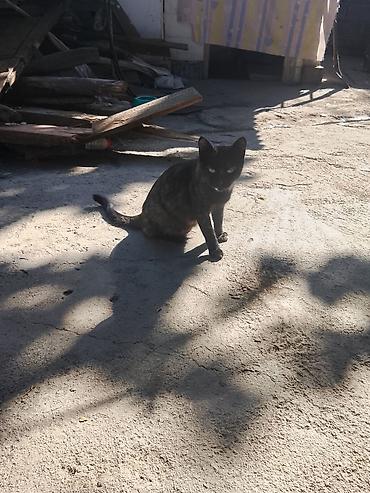 котёнок токмок: 5 месяцев, Мальчик, Биколор — 5