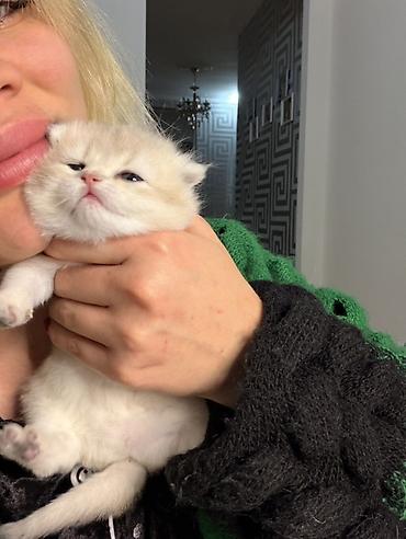 Pişiklər: Şotland yastı qulaq, Dişi — 9