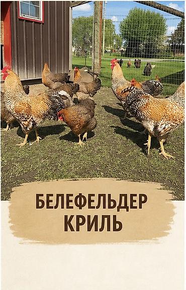 Животные: Продаю | Куры | Для разведения — 2