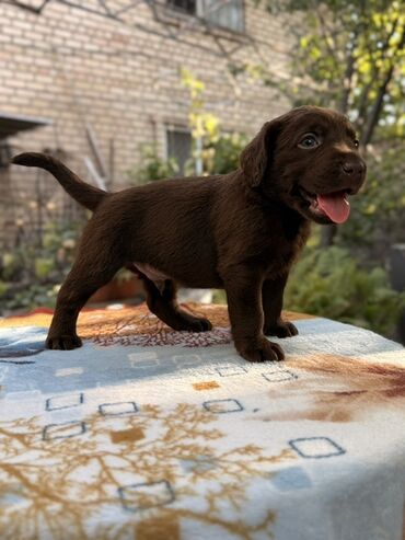 Продажа собак: Щенки лабрадор -ретривер 🐾 Рождены-27.07.2025 Шоколадного окраса С — 4
