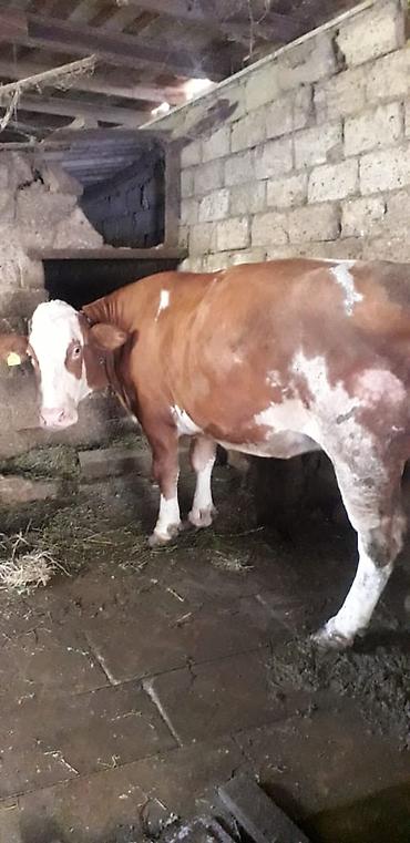 Inəklər, öküzlər: Cəmi 2 qarın doğmuş cavancins maldi və kök-iridi Maşallah Nömrenin — 2