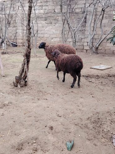 Qoyunlar, qoçlar: Məhsul: Qoyun və quzular Qoyun balası ilə satılır cəm 13 qoyun 13 — 13