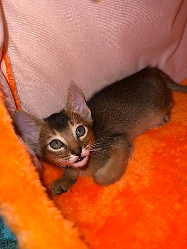 Мышыктар сатылат: 🐾 Абиссинские котята — очаровательные малыши в поисках любящих хозяев! — 4