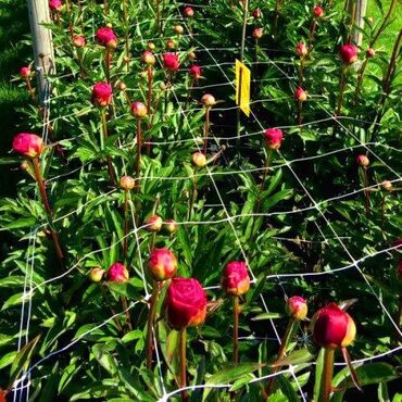 dekorativ otaq bitkiləri: Agrar Tor gülçüluk və tərəvəzçilikdə istifada olunur İtaliya