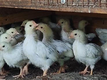 Куры, петухи: Продаю | Цыплята | Для разведения — 8
