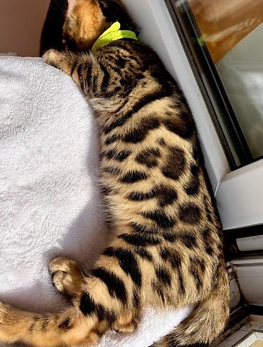 котиков: 🐆 Продаётся бенгальский котик — 7 месяцев 🐾 Очень красивый и — 3