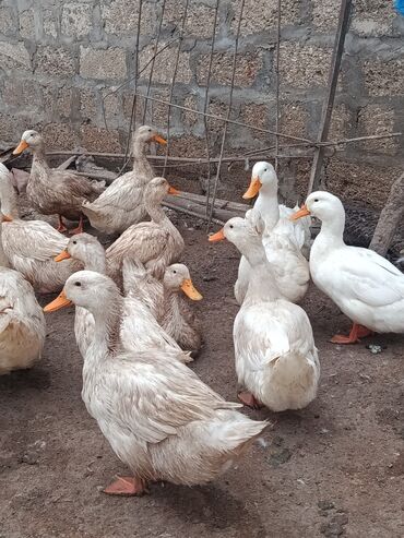 Digər quşlar: Satılır: PEKIN-KUBAN sortu ördəklər ✅ Sağlam, təmiz və tez inkişaf -da lalafo.az — 2 Digər quşlar: Satılır: PEKIN-KUBAN sortu ördəklər ✅ Sağlam, təmiz və tez inkişaf — 2